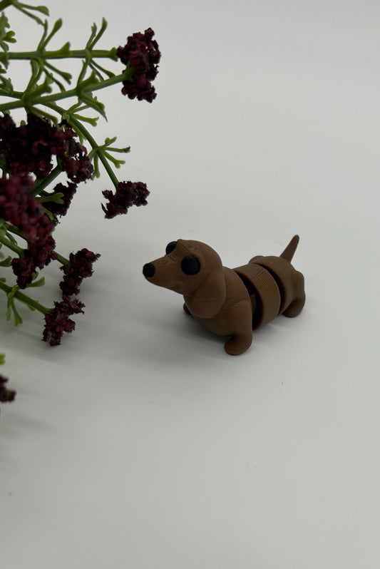 Dachshund
