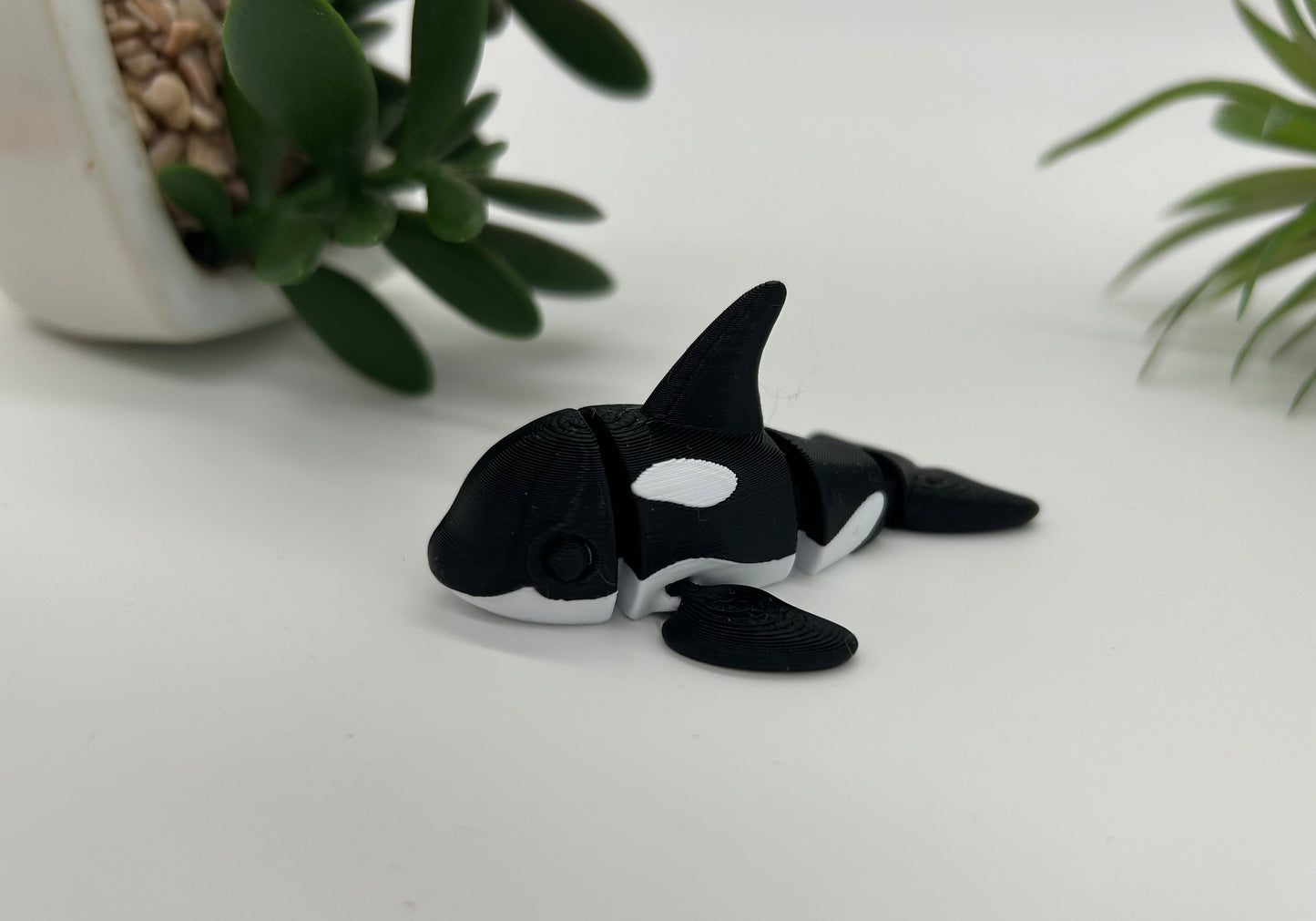 Killer whale